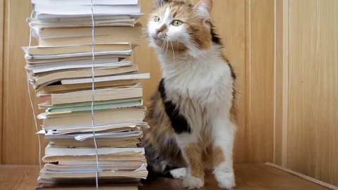Calico cat rubs against the stack of books sitting on the shelf Stock Footage 102274553