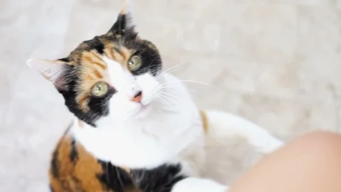 Calico cat, scratching itching ear, asking for food in kitchen doing trick Stock Footage 92762473