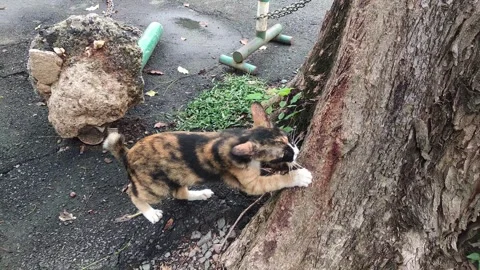 A calico cat is scratching the tree bark. Stock Footage 341270745