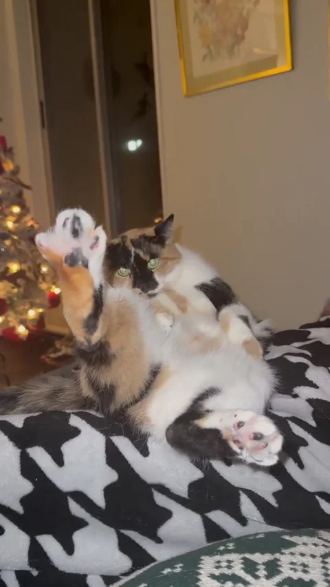 Calico Cat Shows Off Her Toe Beans, Washington, DC, USA - 08 Jan 2026 Stock Footage 326496540