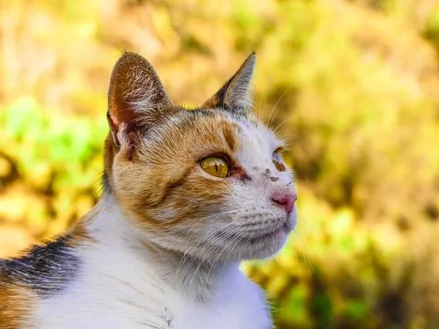 Calico Cat Side Profile Close Up Portrait with Golden Eyes and Blurred Bokeh Stock Photos