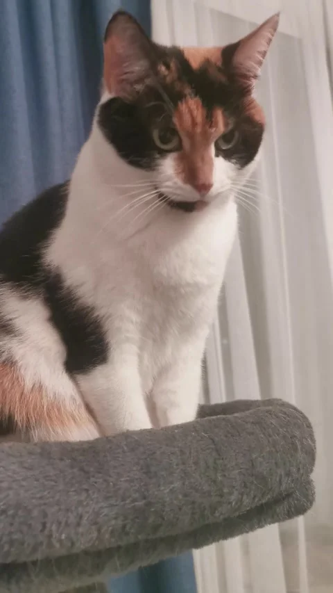 A calico cat sits on a gray scratching post against a backdrop of curtains. Stock Footage 335837255