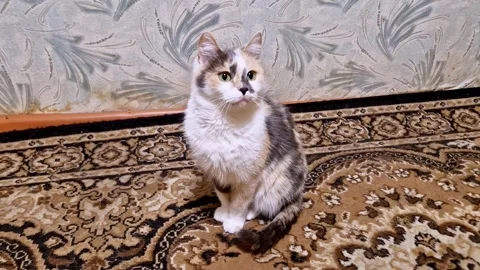 Calico Cat Sitting on Patterned Carpet Indoors Stock Footage 323437364