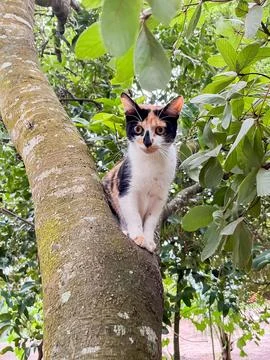 Calico Cat Sitting in Tree Stock Photos