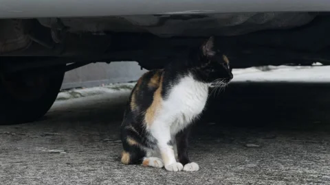 Calico cat sitting under old car with alert expression Stock Footage 318959144