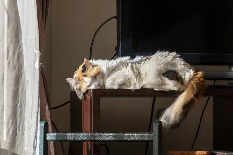 Calico cat sleeping on table in sunlight cozy home interior scene Stock Photos