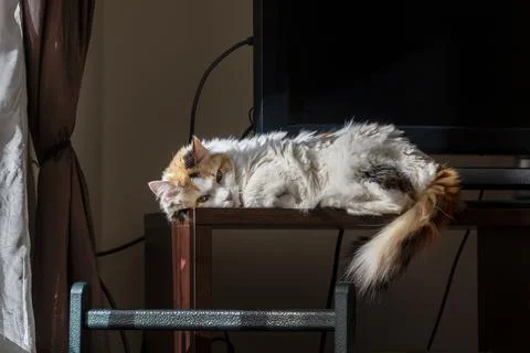 Calico cat sleeping on table in sunlight cozy home interior scene Stock Photos