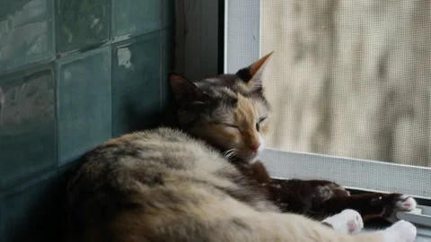 Calico Cat Sleeping on Window Sill with Green Tiles Vídeo Stock 337291451
