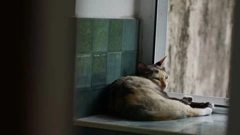 Calico Cat Sleeping on Window Sill with Green Tiles Vidéo 337291820