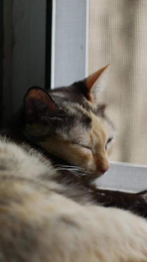 Calico Cat Sleeping on Window Sill with Green Tiles Stock-Footage 337291921
