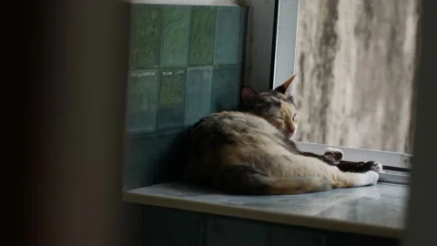 Calico Cat Sleeping on Window Sill with Green Tiles Видео 337873165