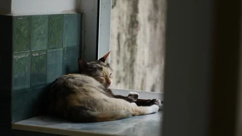 Calico Cat Sleeping on Window Sill with Green Tiles Видео 337873168