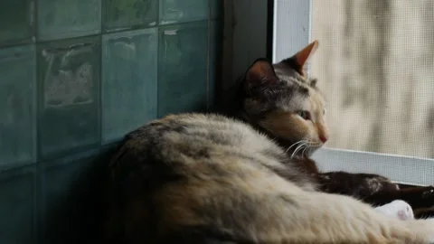 Calico Cat Sleeping on Window Sill with Green Tiles Видео 337873184