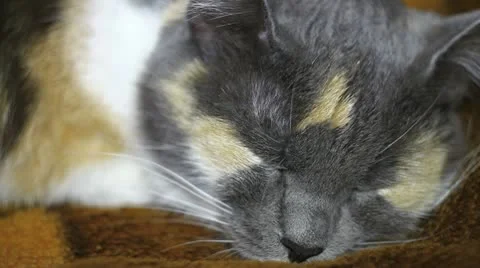 Calico cat sleeps (close up) Video stock 10559419