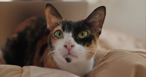 Calico cat stares into the camera on a beige comforter in soft morning light Stock Footage 336348647