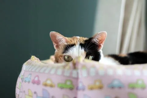 A calico cat staring at the camera. Stock Photos