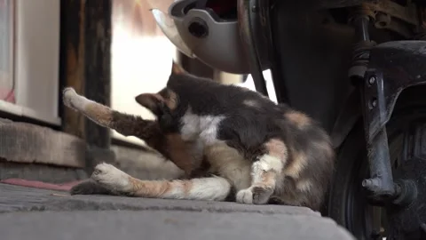 Calico Cat Stops Self-Grooming as It Notices the Camera Recording Stock Footage 334071038