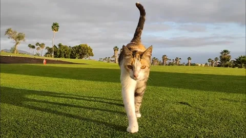 Calico Cat Walking on Golf Course Green with Long Shadows, Slow Motion Video stock 335772003