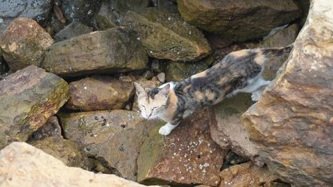 Calico Cat Walking Over Large Rocks Near the Water Nature Concept Stock Photos