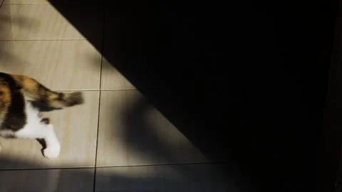 Calico Cat Walking Through Sunlight and Shadow on a Tile Floor Stock Footage 346132950