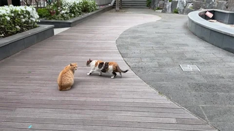 Calico Cat Walking Toward Orange Tabby on Wooden Park Path Stock Footage 338294655