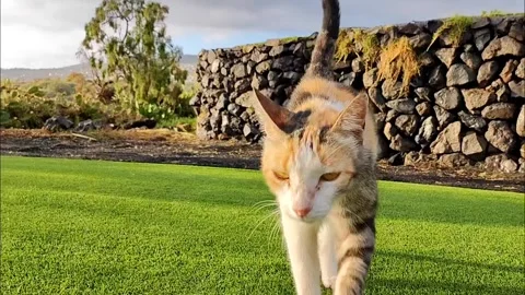 Calico Cat Walking by Volcanic Stone Wall on Golf Course, Slow Motion Video stock 335772005