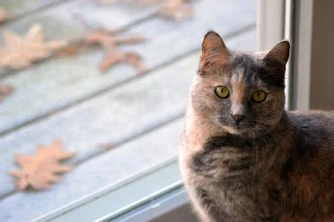 Calico Cat at the Window Stock Photos