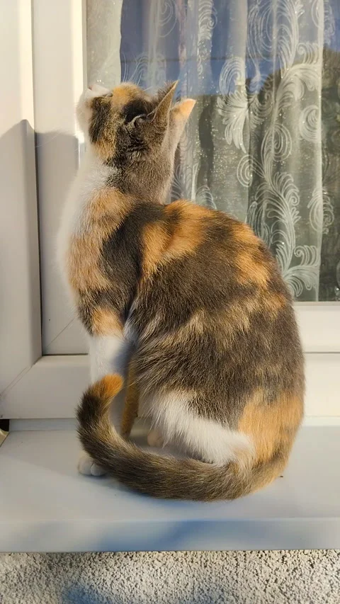 Calico cat on the window sill Stock Footage 329666707