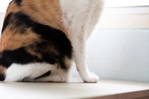 A calico cats bite traces to pull the wool itself, because of the stress. Stock Photos