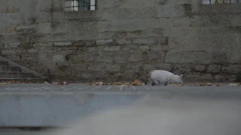 Calico cats wanders through an urban setting Stock Footage 291343122