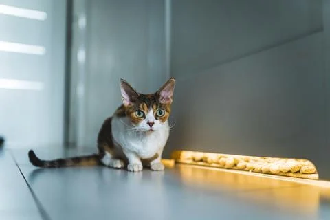 Calico Devon Rex cat sitting on the floor Stock Photos