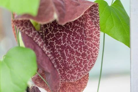 Calico flower with intricate maroon patterns and green leaves Stock Photos