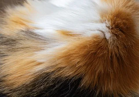 Calico Fur Texture Stock Photos