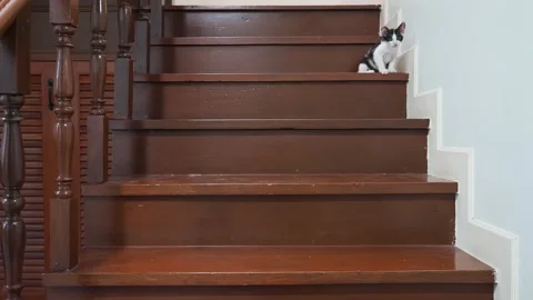 Calico kitten accidentally falls down stairs. Stock Footage 297390872