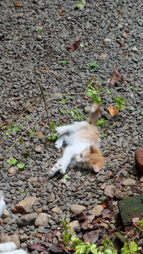 Calico kitten and ginger kitten playing outdoors Video stock 310649639