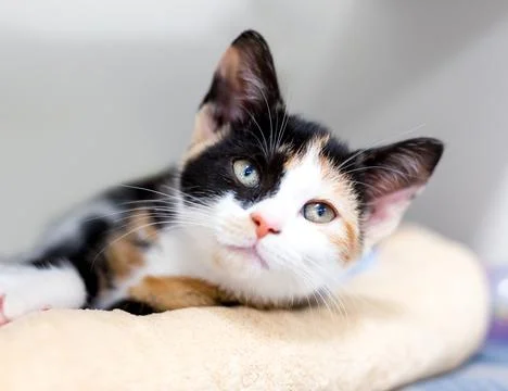 A Calico kitten lying in a cat bed Stock Photos
