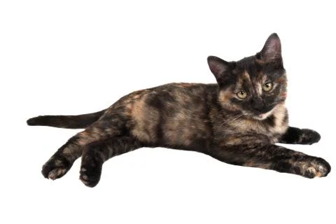 Calico Kitten Stock Photos