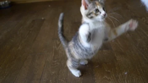 A Calico Kitten Playing with a Cat Feather Toy (Slow Motion) Stock Footage 92584306