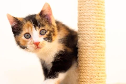 Calico kitten playing on a scratch post Stock Photos