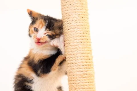 Calico kitten playing on a scratch post Stock Photos