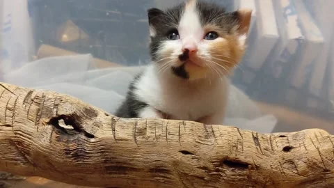 Calico kitten sitting on log falls asleep Stock Footage 159678735