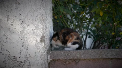 Calico kitty escaping from camera	 Stock Footage 157992748