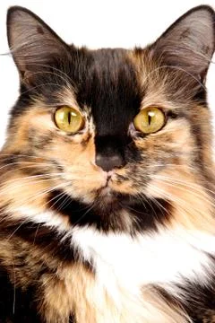 Calico portrait Stock Photos