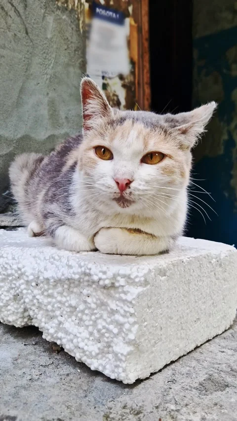 Calico Stray Cat with Notched Ear Resting on Styrofoam Block Outdoors Stock Footage 339076135