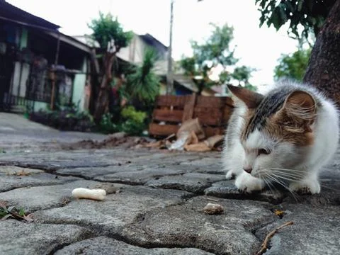 Calico tabby cat looking down on paved street outdoors Stock Photos