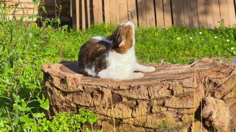 Calico tabby cat with white and brown coat lounging peacefully Stock Footage 335251484