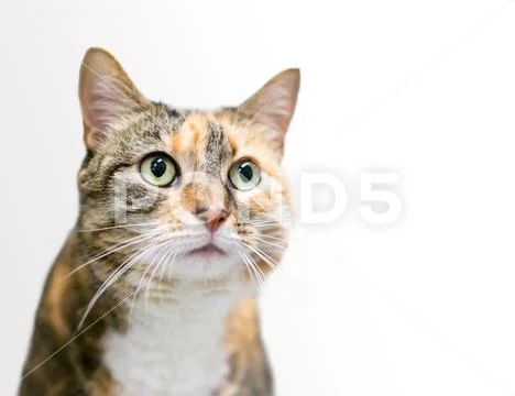 A Calico Tabby domestic shorthair cat on a white background Stock Photos