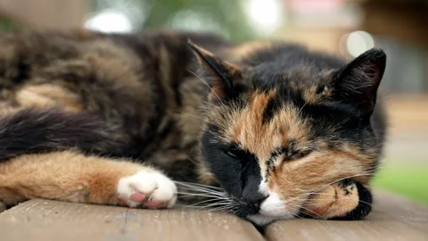 Calico tortoiseshell cat sleeping on a bench Stock Footage 337865340