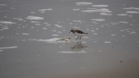 Calidris alba - Sanderling at the beach picking a jellyfish Stock Footage 154752244