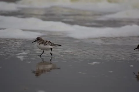 Calidris alba - Sanderling - migratory birds at the beach Stock Photos